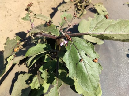 colorado potato beetles